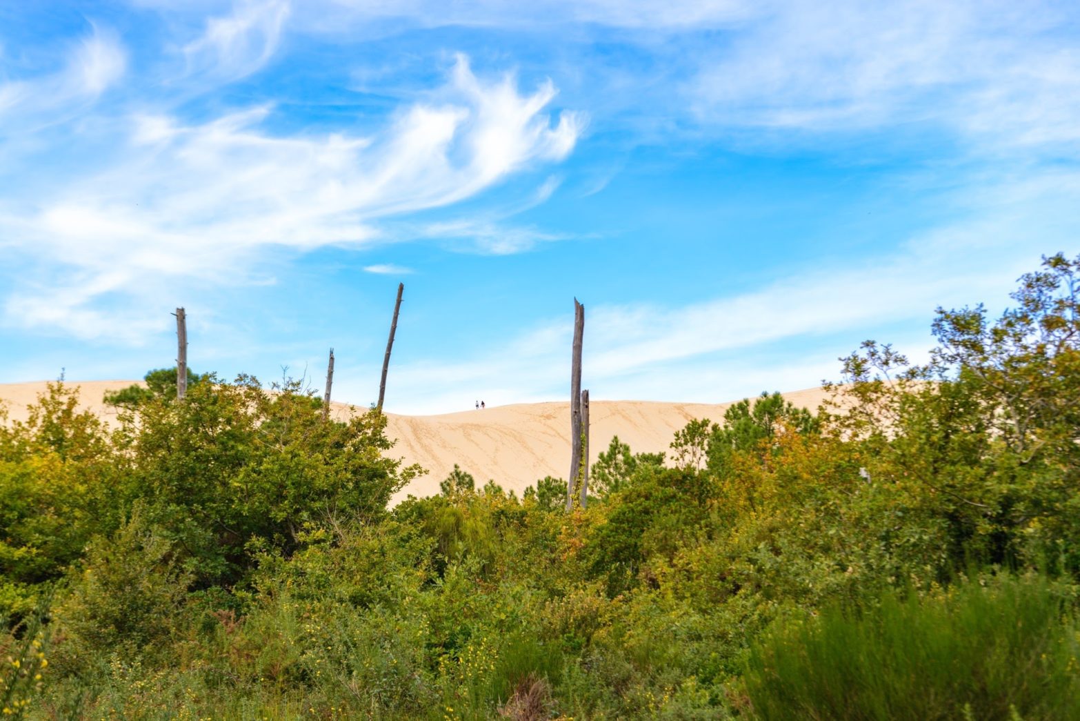 遠目から撮影したピラ砂丘