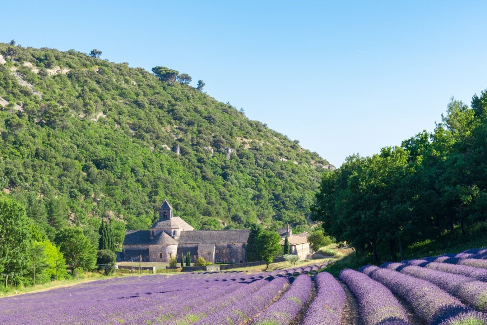 ラベンダー最盛期に撮影した真夏のセナンク修道院