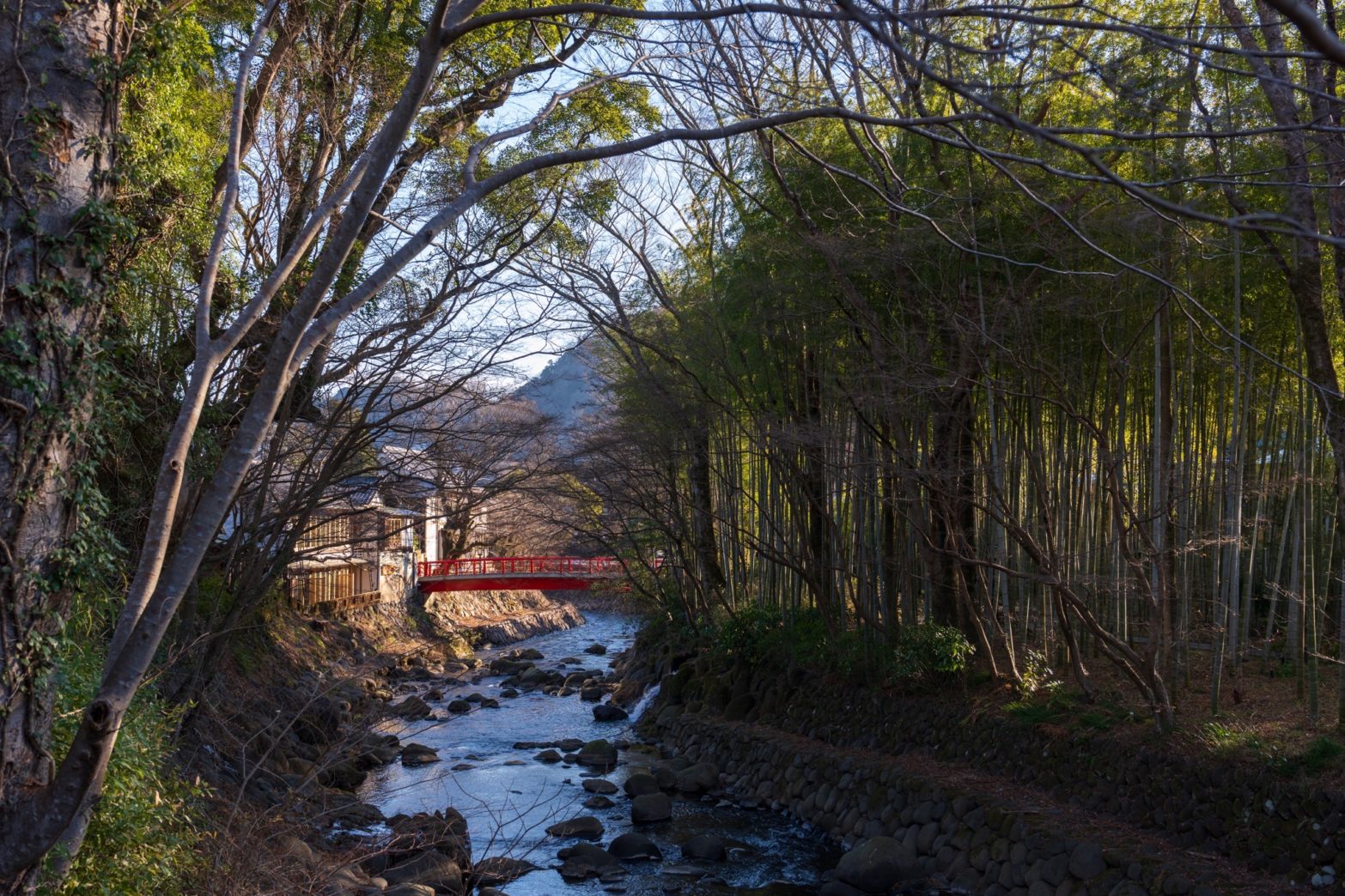 柔らかい朝日が差し込む修善寺の桂川＆竹林